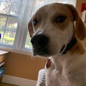 Meet your Posher, Dom